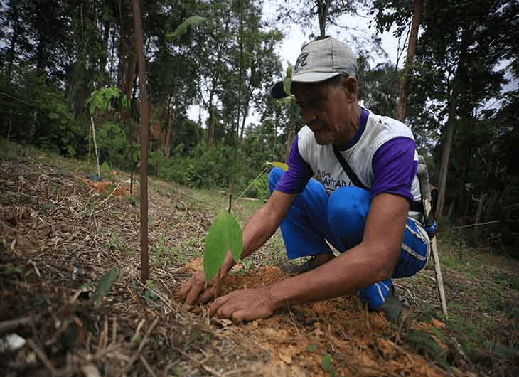 Rehabilitasi Hutan Indonesia: Target, Progres, dan Tantangan di 2026