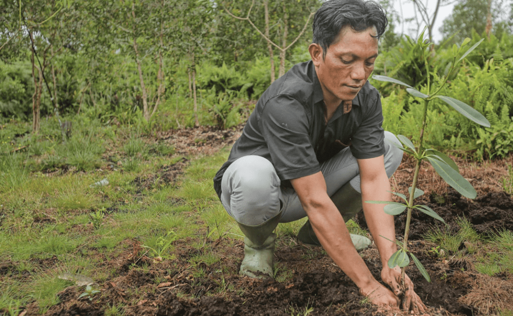 Rehabilitasi Hutan Indonesia: Target, Progres, dan Tantangan di 2026